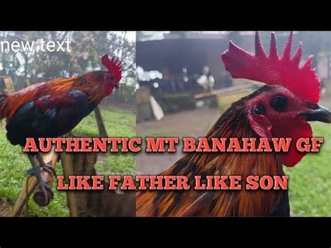 mt banahaw super brown red|F1 MT BANAHAW GF Super Brown red .